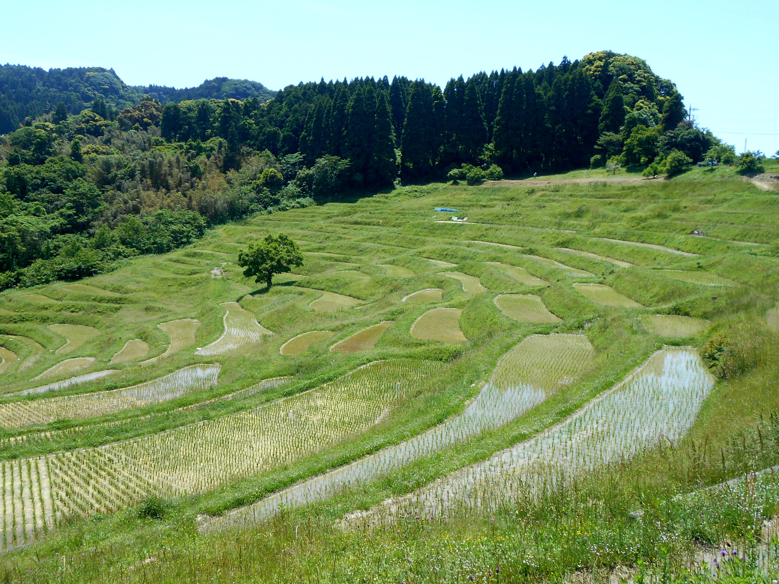 7大山千枚田