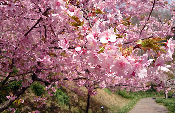 頼朝桜まつり＠鋸南町