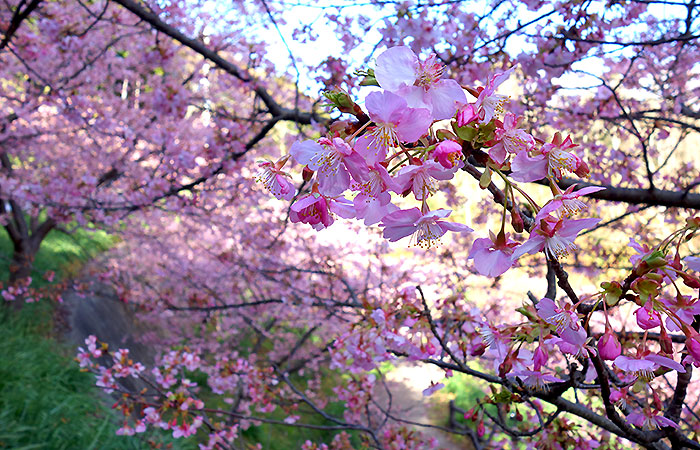 頼朝桜まつり＠鋸南町