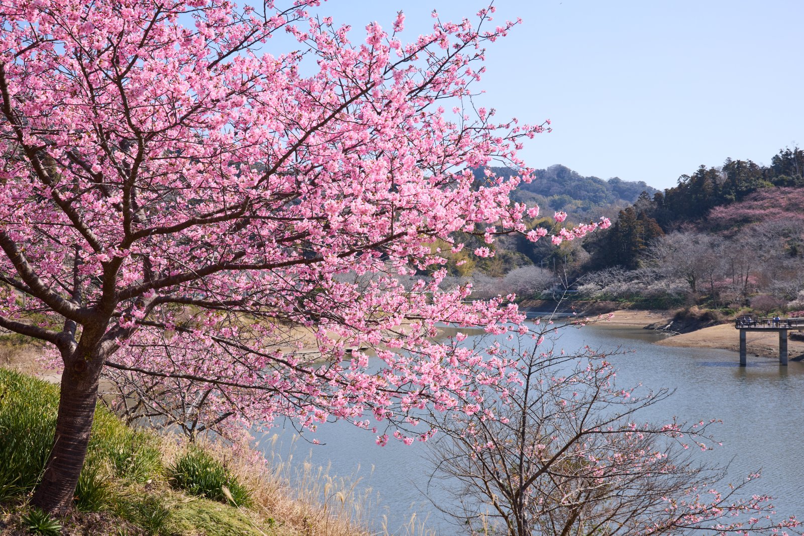佐久間ダム湖親水公園 外観