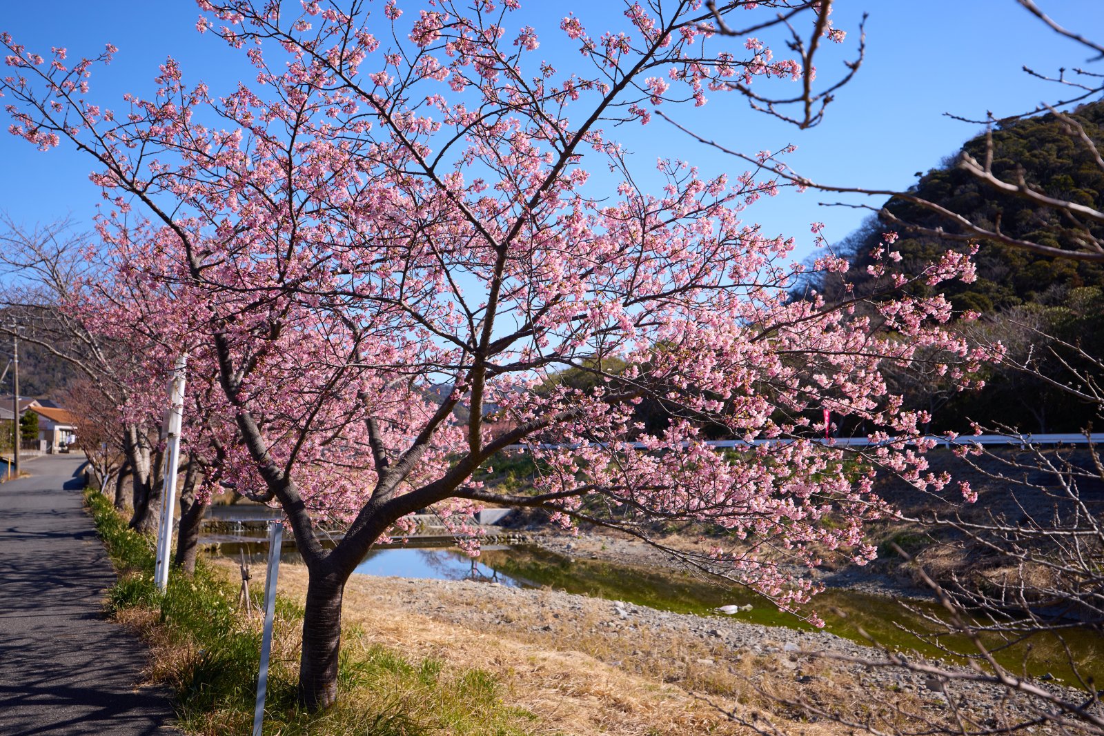 保田川の頼朝桜 外観