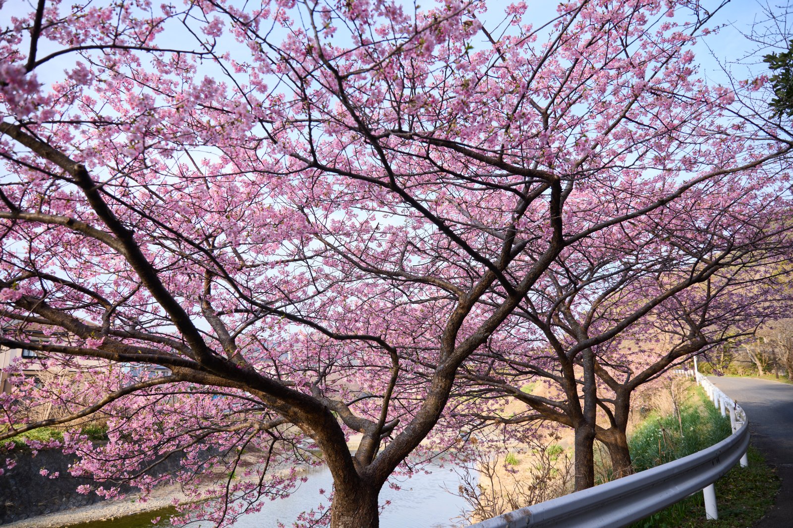 保田川の頼朝桜 外観