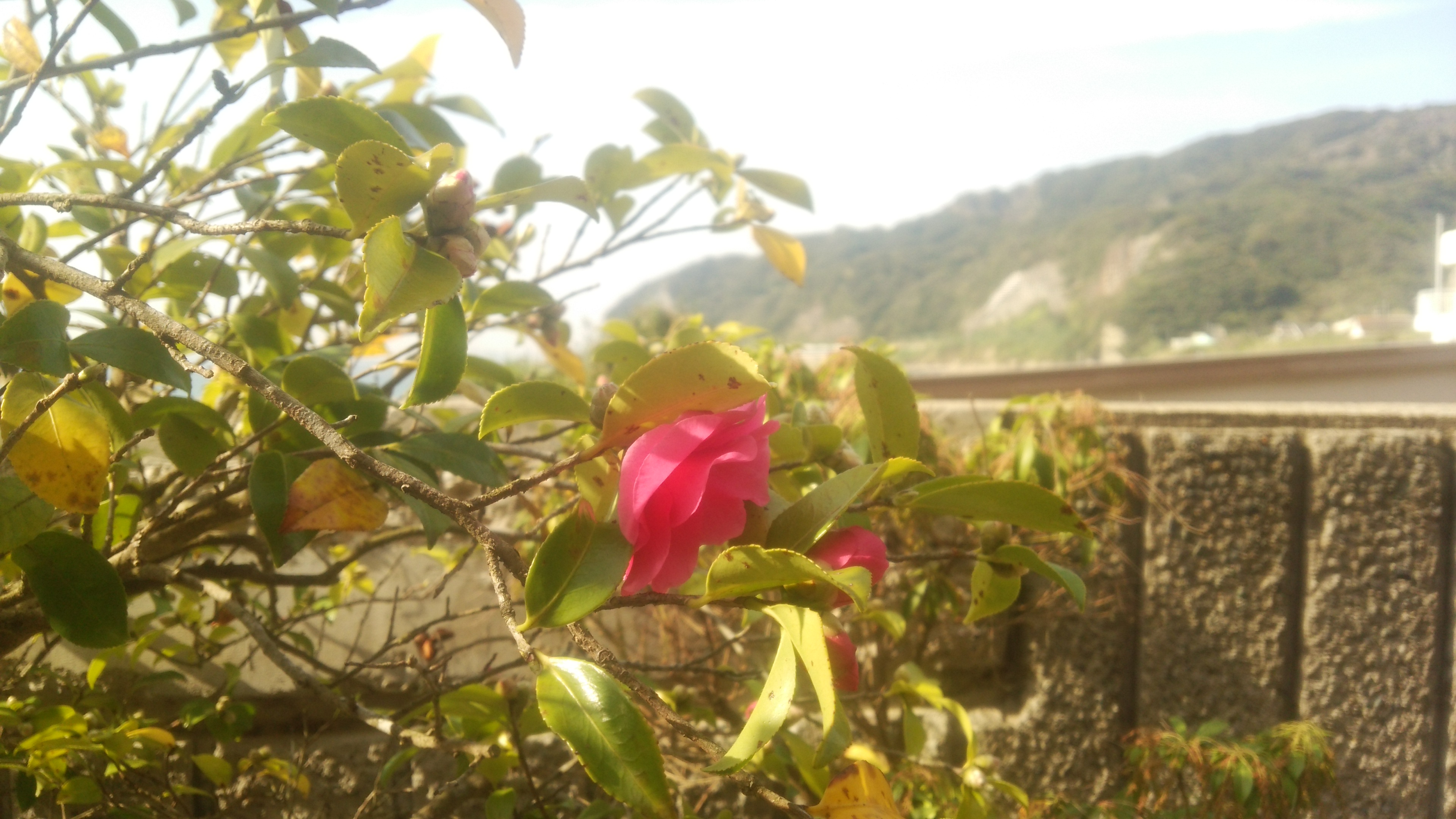 秋花の景色
