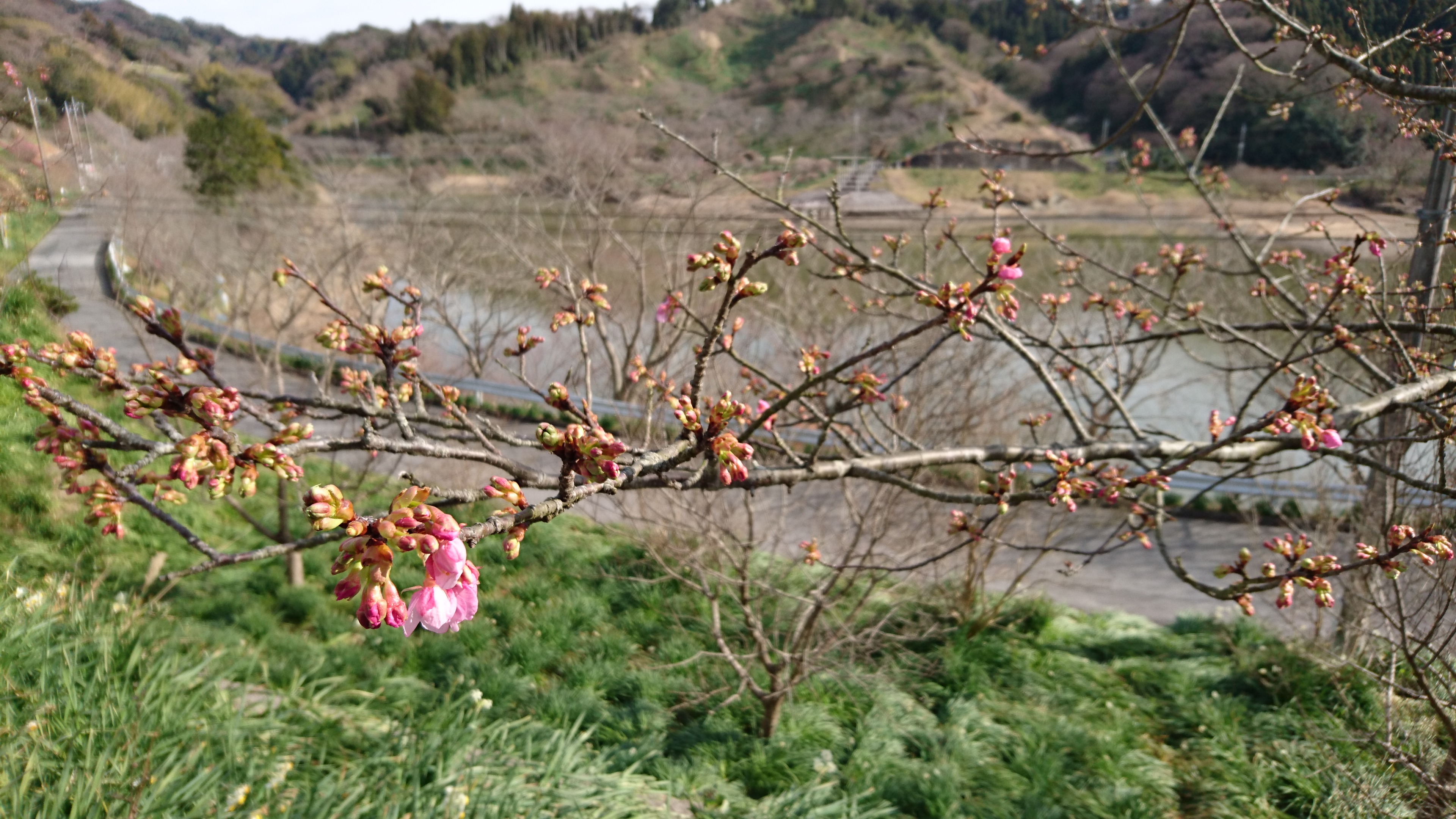 佐久間ダムの頼朝桜