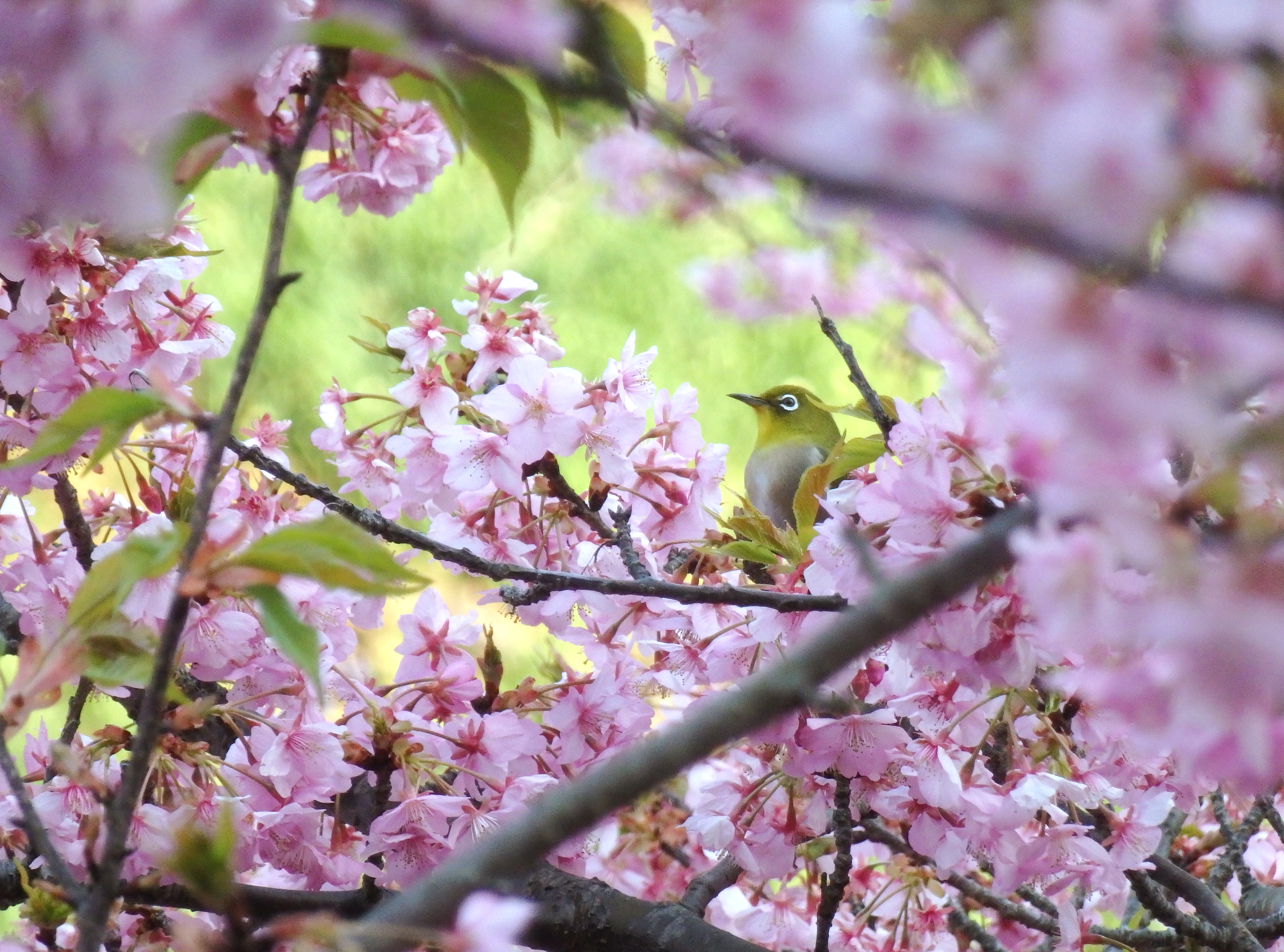 佐久間ダムでお花見