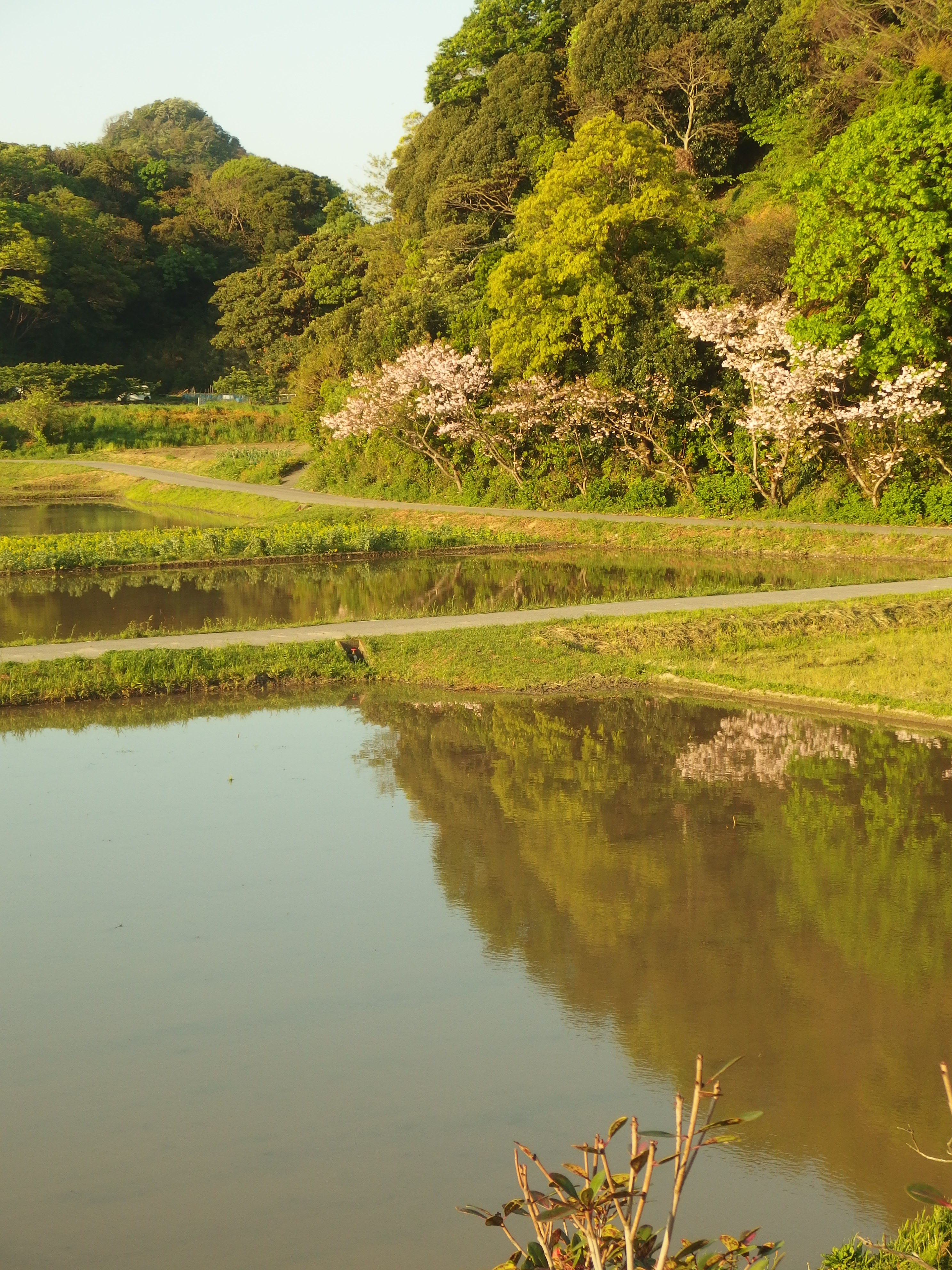鋸南町の田園風景