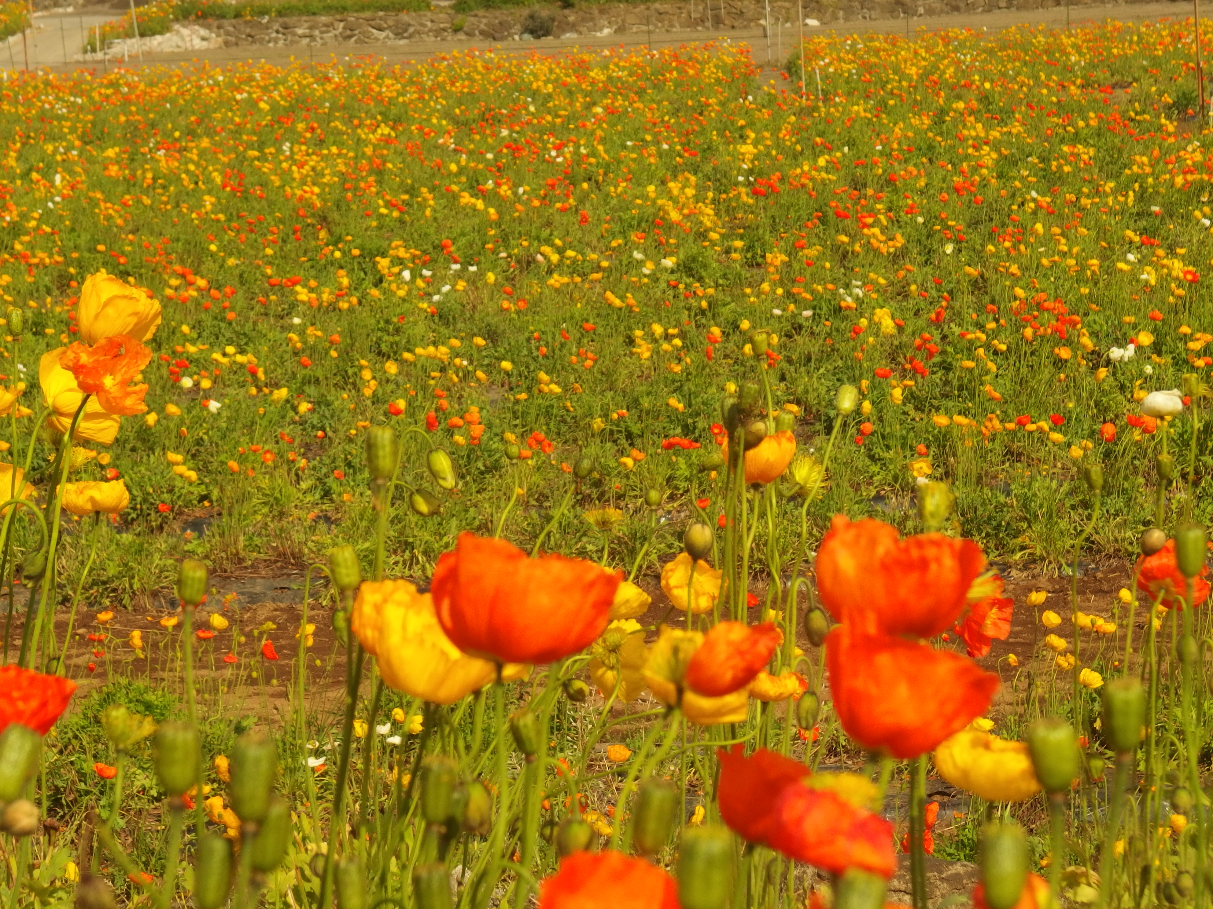 ポピーの花畑