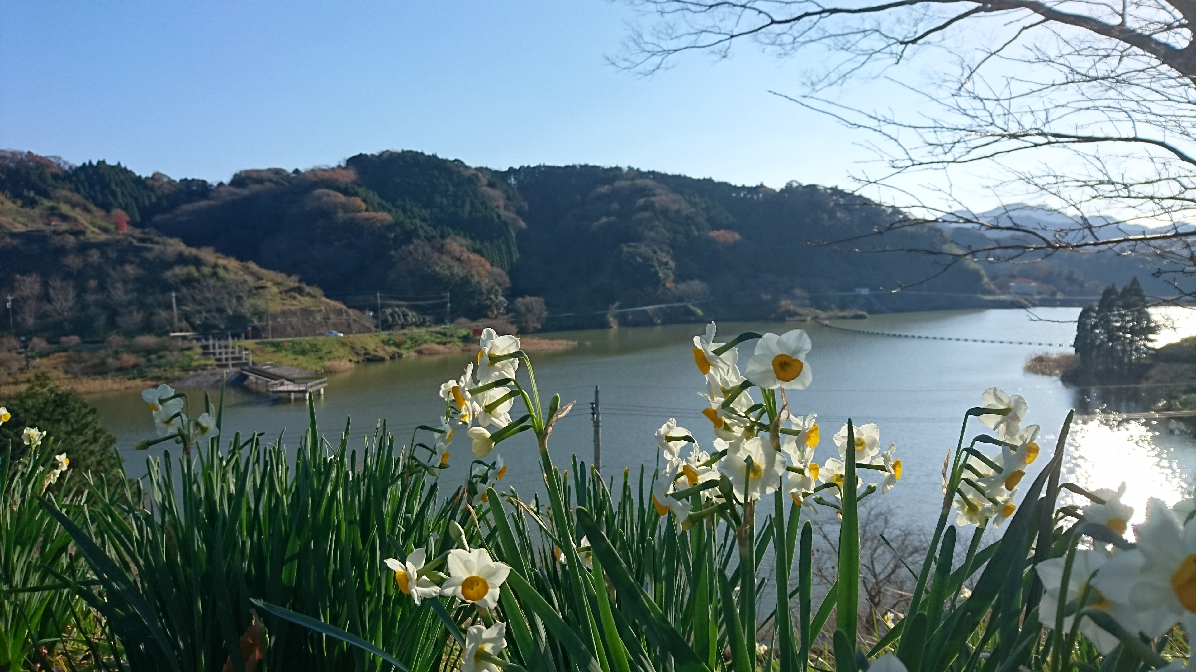 をくずれ水仙郷