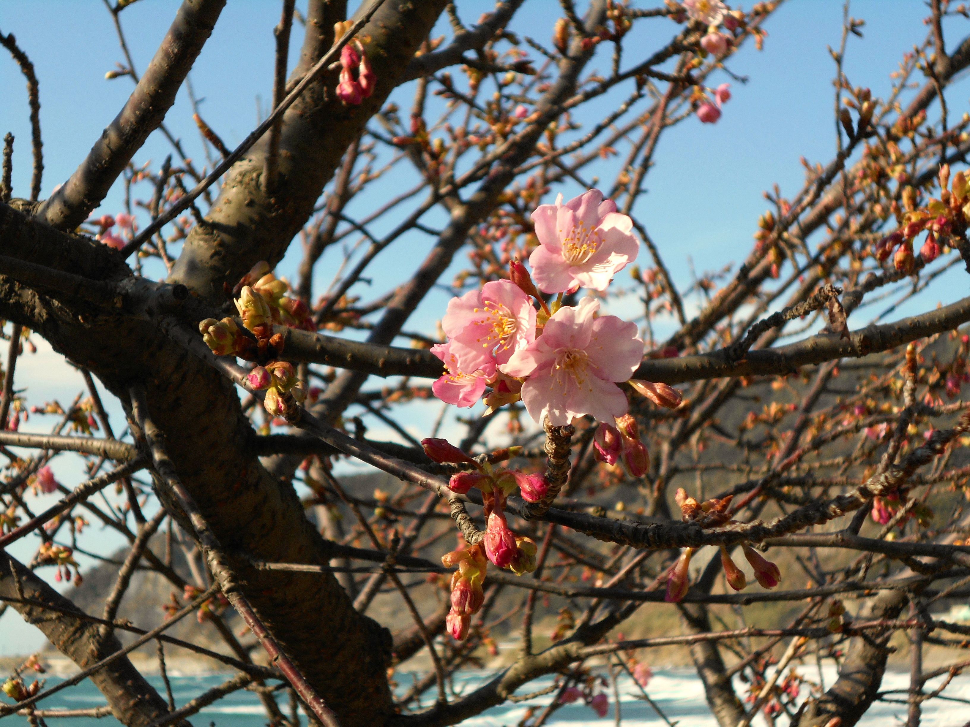 河津桜