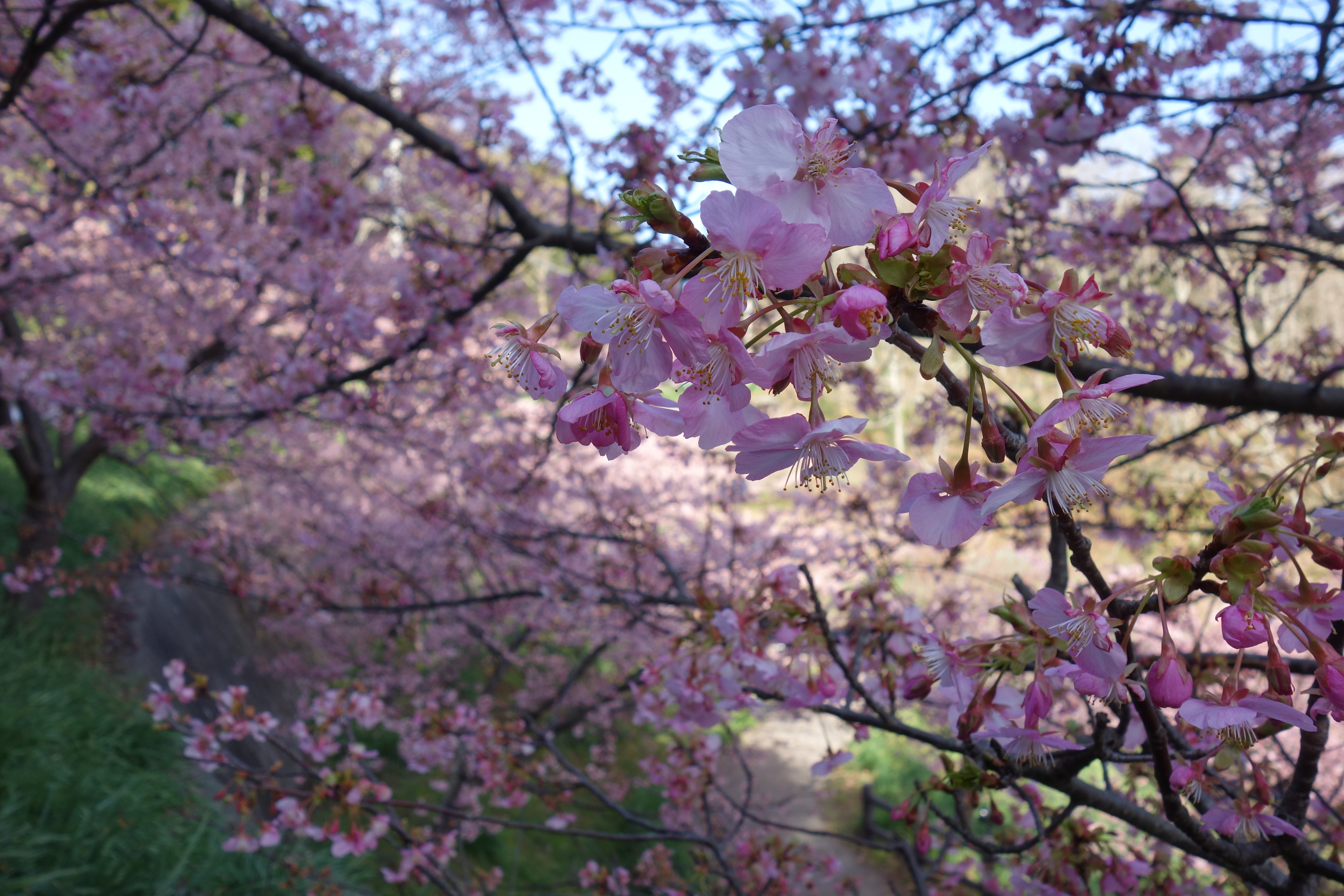 頼朝桜が見頃を迎えています。