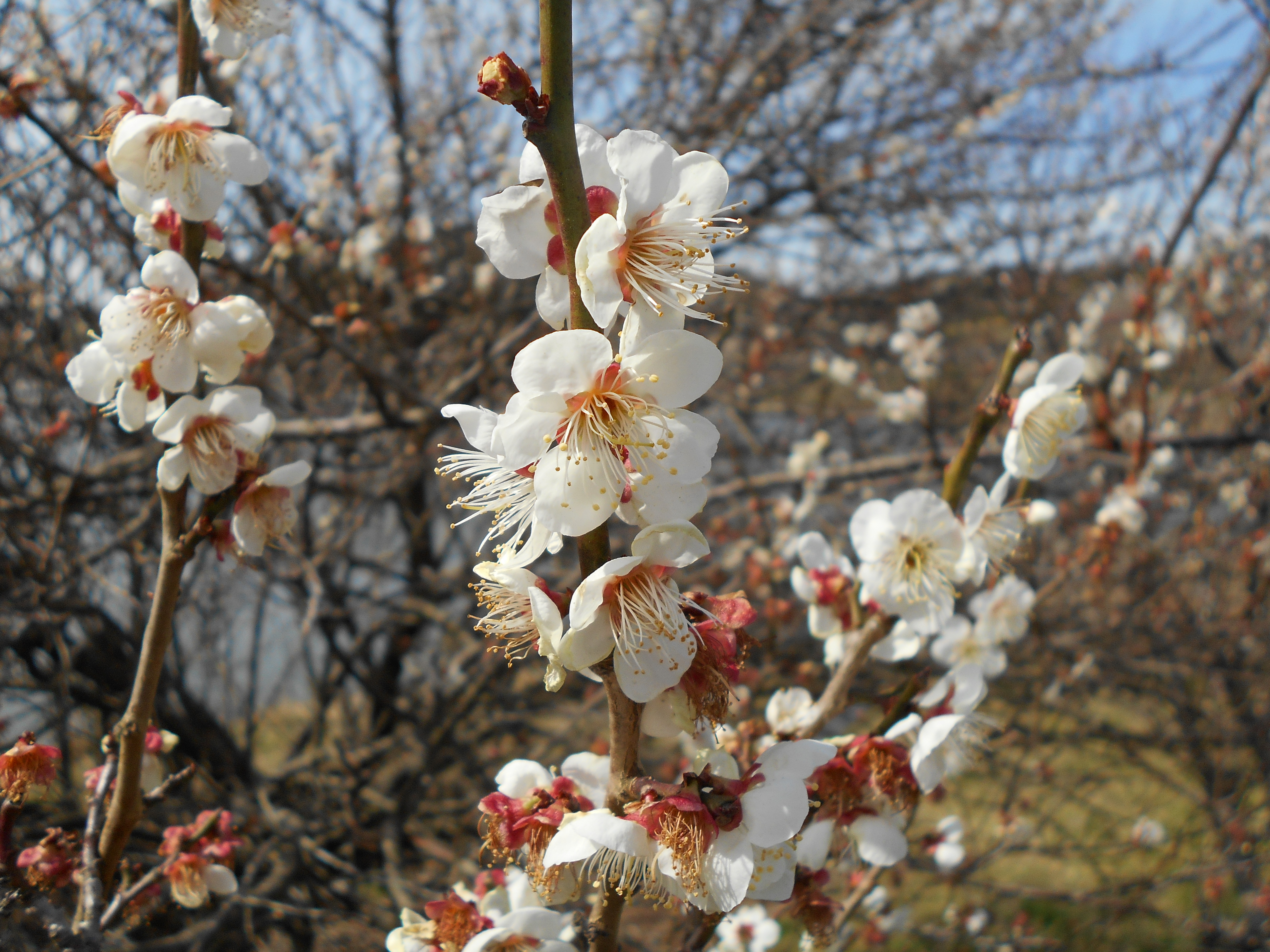 梅の花
