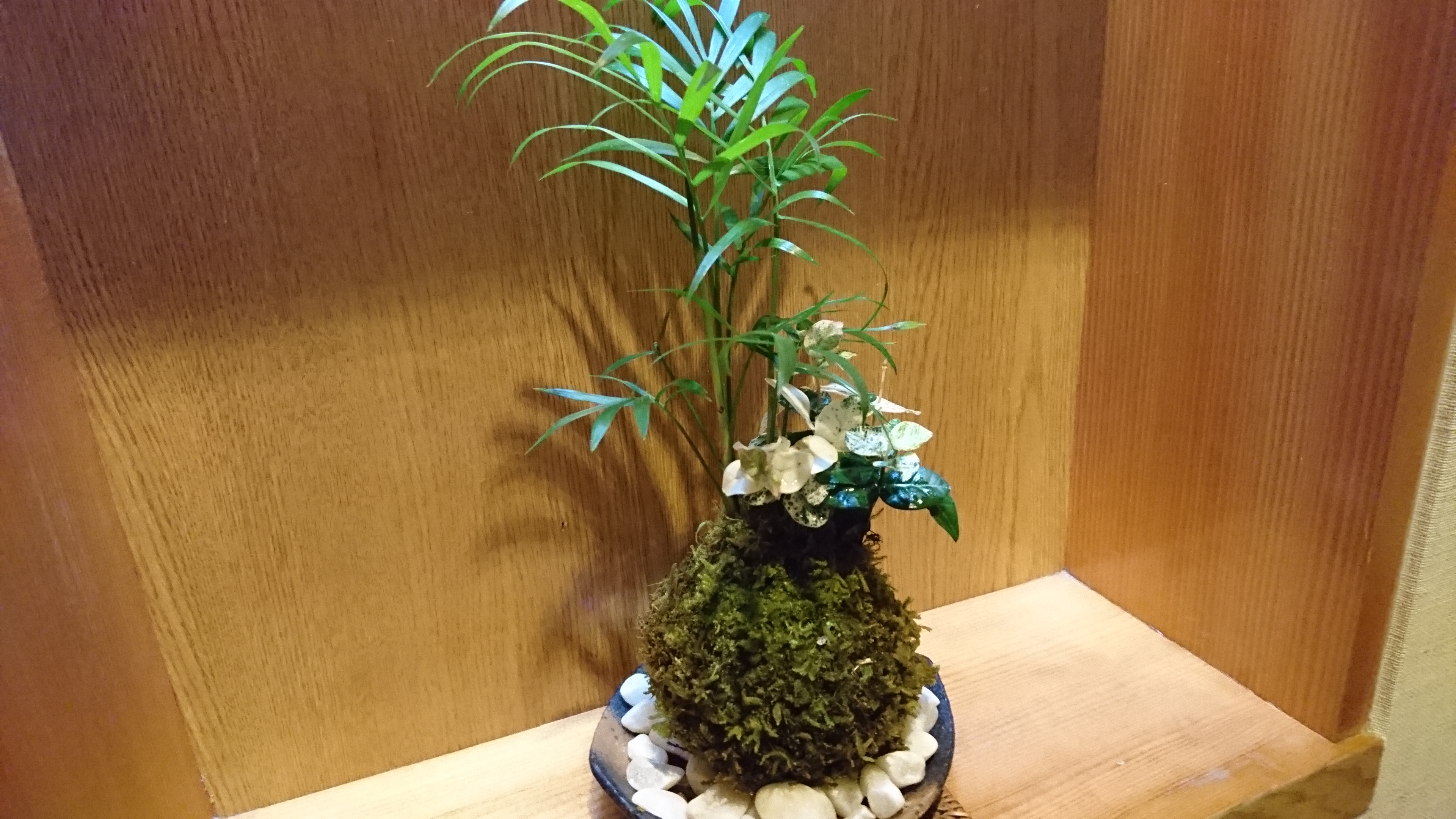 館内の苔玉