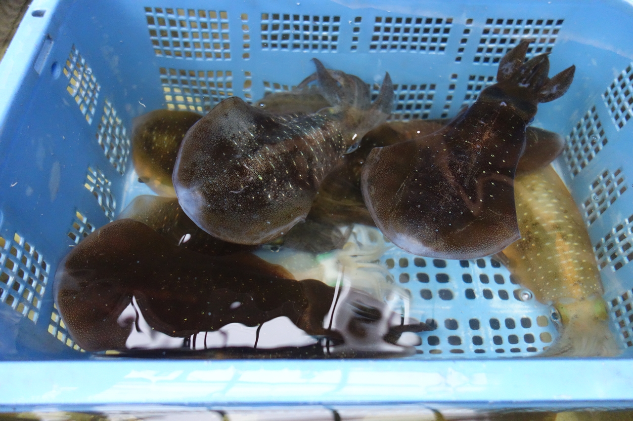 アオリイカの水揚げがはじまりました。