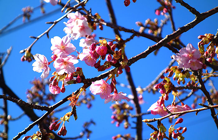 『頼朝桜まつり＠鋸南町』のご案内