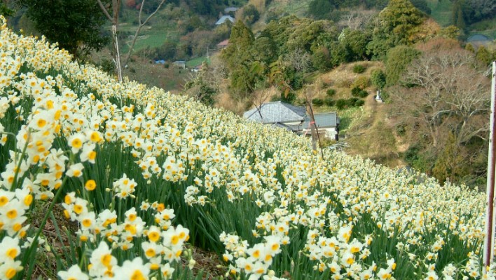 常春の地、南房総の花リレー