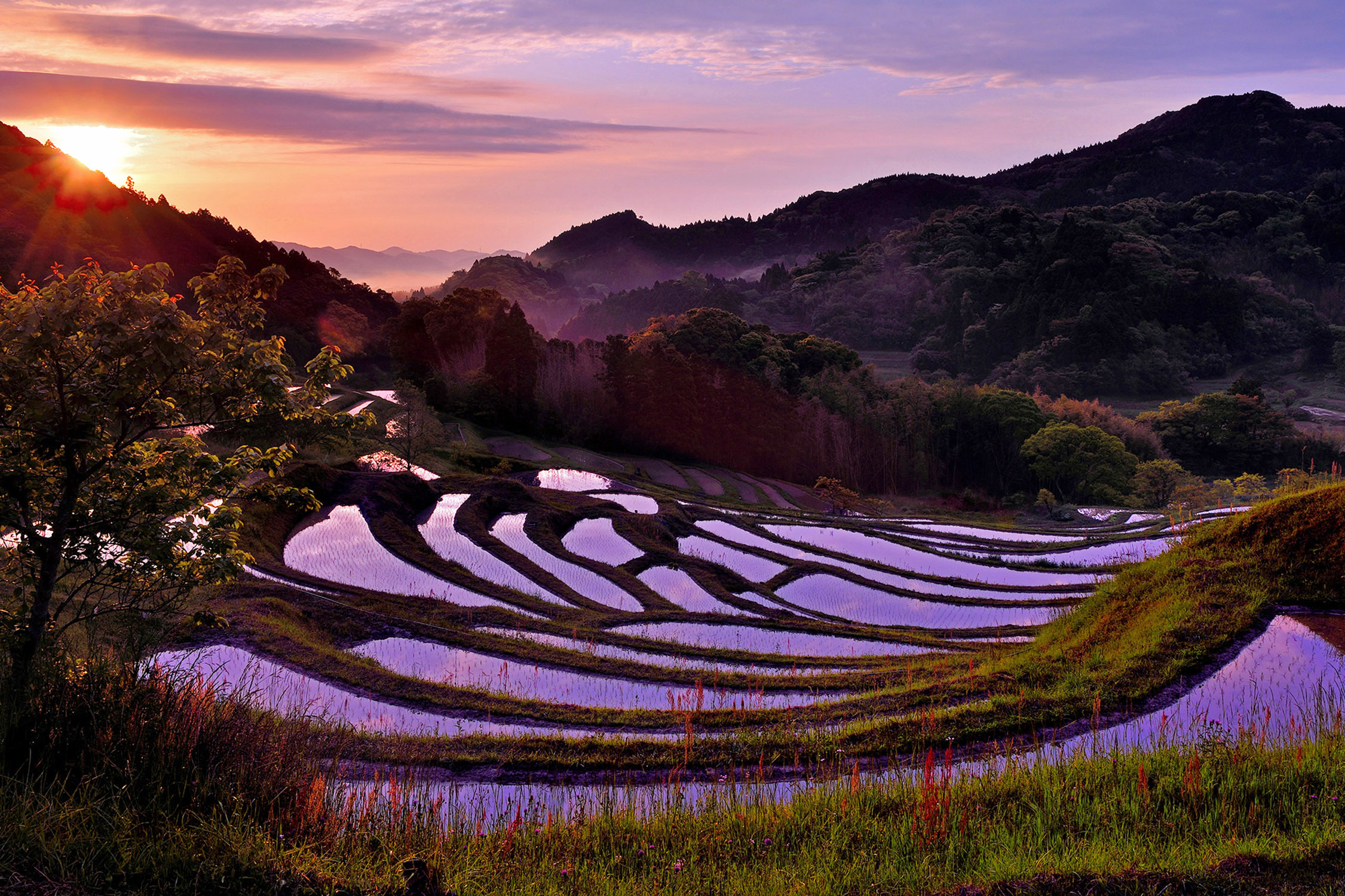 心癒す日本の原風景、大山千枚田