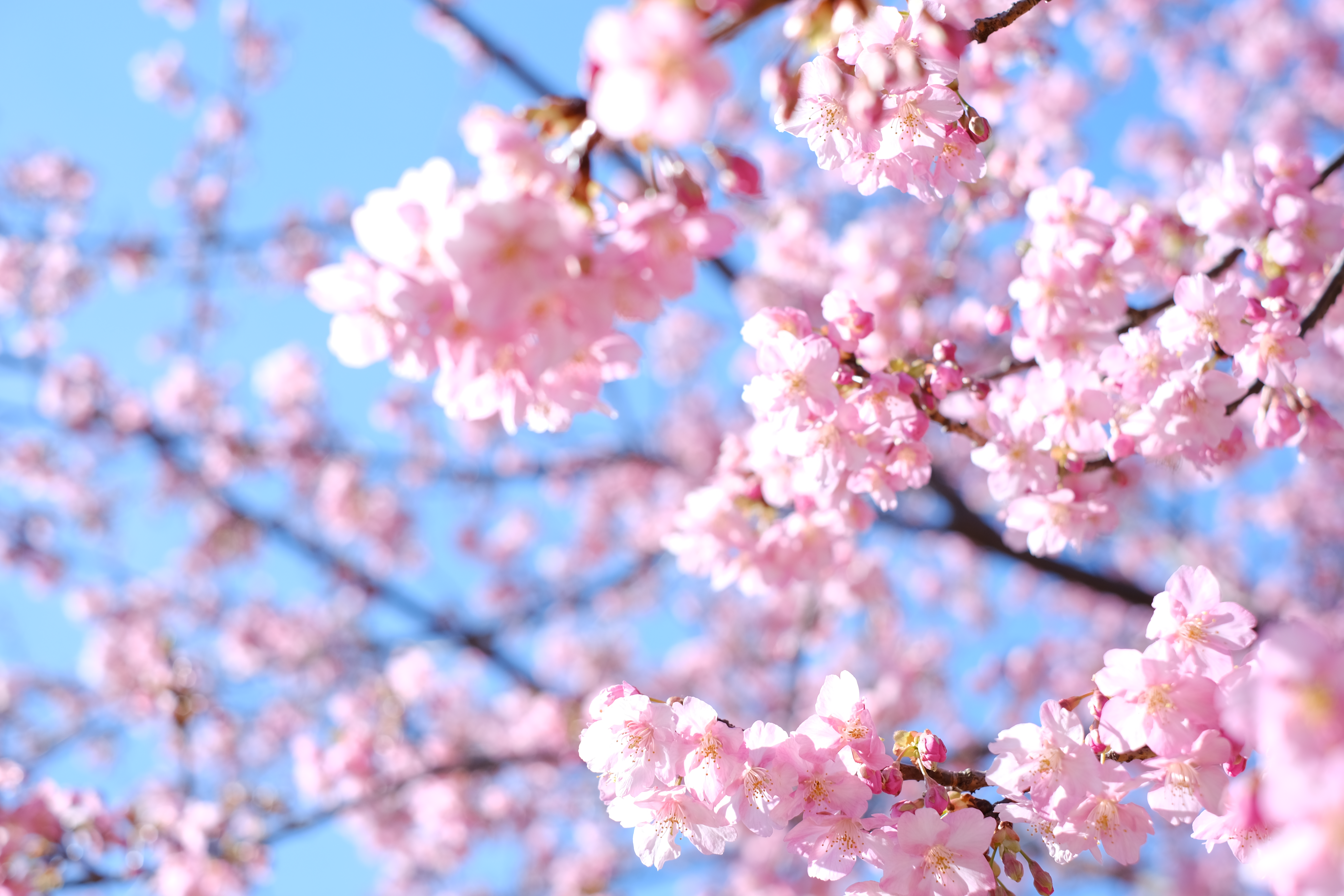 春の風物詩！佐久間ダムの桜まつり