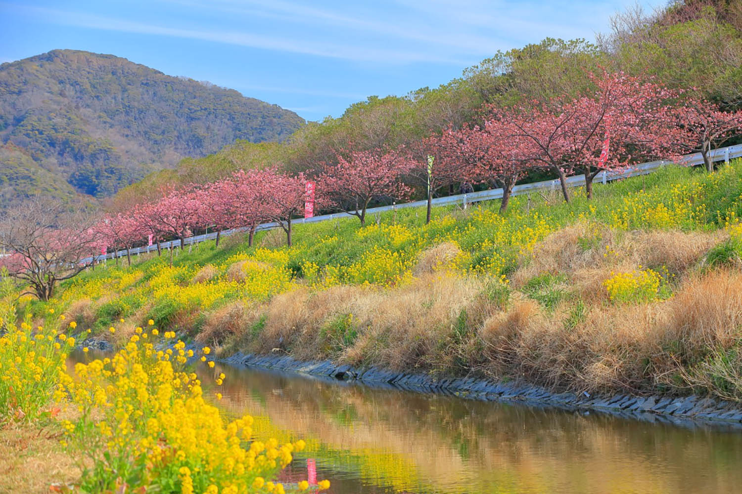 【2/7～3/14】早春を告げる花のリレー！頼朝桜まつり